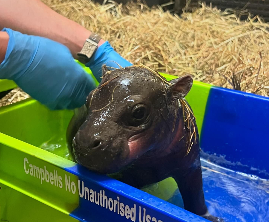 A baby pygmy hippo called Haggis at Edinburgh Zoo, being washed in a plastic crate.