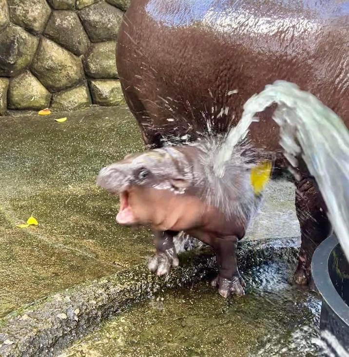 The baby pygmy hippo Moo-Deng, being sprayed by a water hose.