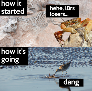 A picture split into two parts. The first part is titled 'how it started' with a dinosaur fossil and a live crab saying 'hehe, l8rs losers...' and a second part titled 'how it's going' with a bird eating a crab, with the crab saying 'dang'.